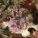 Red, orange and pink color variation.