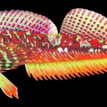 An illustration of the longfin sculpin (Jordania zonope).