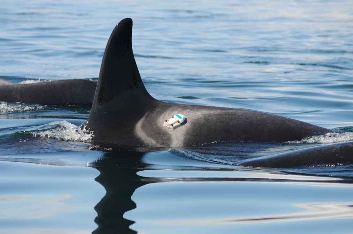 Vessel speed biggest factor in noise affecting killer whales UW News