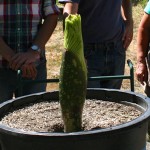 corpse flower