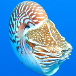 Nautilus