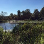 The view from Yesler Swamp.