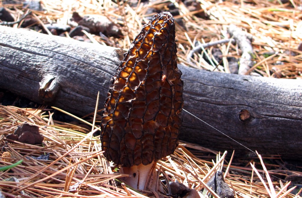 Morel mushrooms pop up, cluster together after wildfires UW News