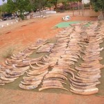 Elephant tusks