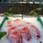Fish labeled red snapper seen on ice in a fish market.