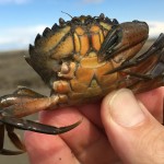green crab