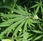 Becoming a parent doesn't necessarily deter adults from smoking marijuana, a University of Washington study has found. Marijuana has been legal in Washington state since 2012.