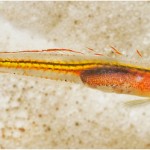 the ember goby