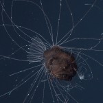 fish swimming