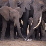 African elephants examining a bone from another elephant
