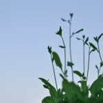 Arabidopsis thaliana plants flowering outside under natural light.