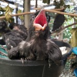 Aga nestlings are reared in captivity by San Diego Zoo Global. Photo of young bird with its mouth open, facing camera.