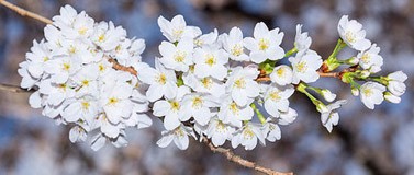 cherry blossoms