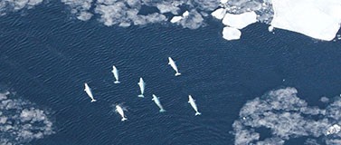 Beluga whales in the pack ice in West Greenland.