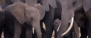 Elephants