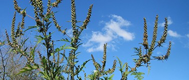 Ragweed