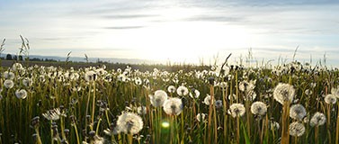 Dandelions in a field