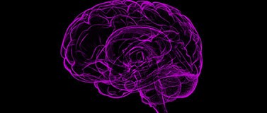 An outline of a human brain