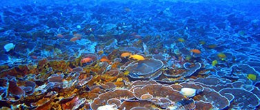 Mesophotic coral reefs