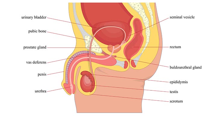 Male Reproductive System