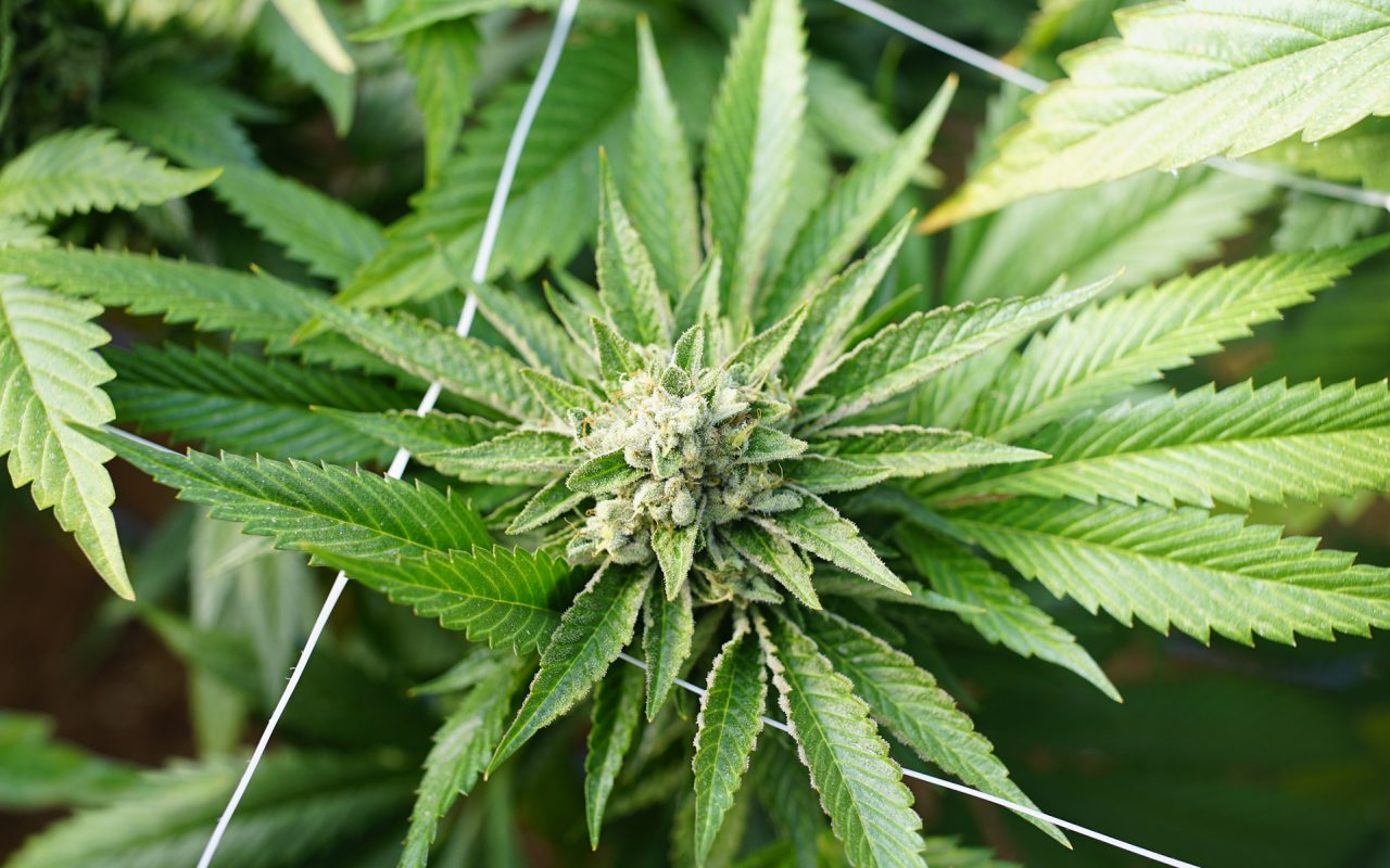 Ohio Cannabis Businesses Can Accept Electronic Payments with Wampei