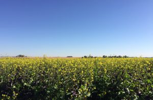 field of blooming mustard