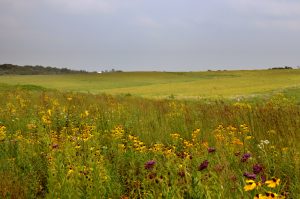 Tallgrass prairie landscape