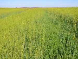 Field of mustard