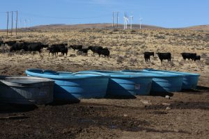 sagebrush steppe with cattle in the mid-ground, water tubs in the foreground