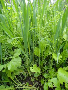 close up of cover crop mixture growing