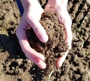 Hands lifting soil