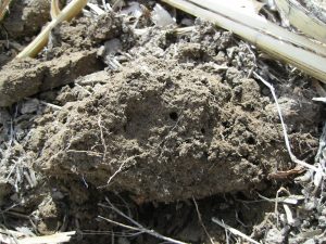 Clod of soil showing fine roots