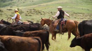 Two cowboys on horseback with cattle in foreground.