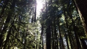 Beneath a forest canopy looking up