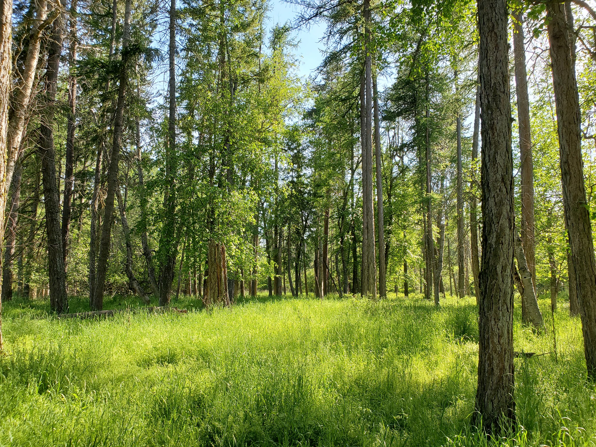 Western Larch and Western Birch forest west of Deer Park
