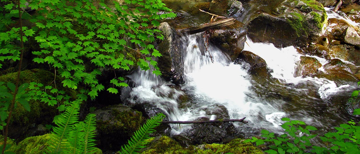 A Forest stream