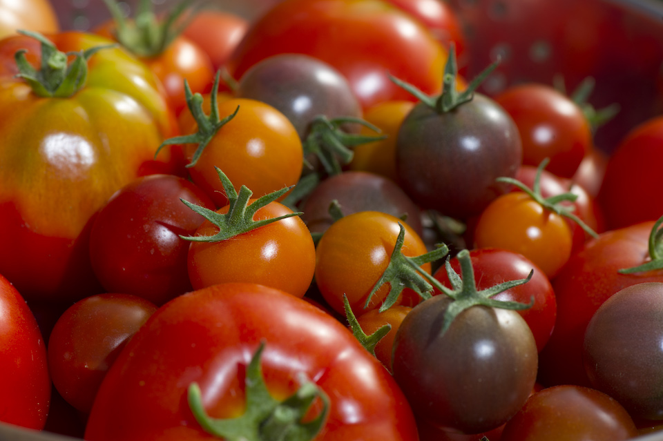 Robin Loznak, Norm Lehne Gardens and Orchards, tomatoes