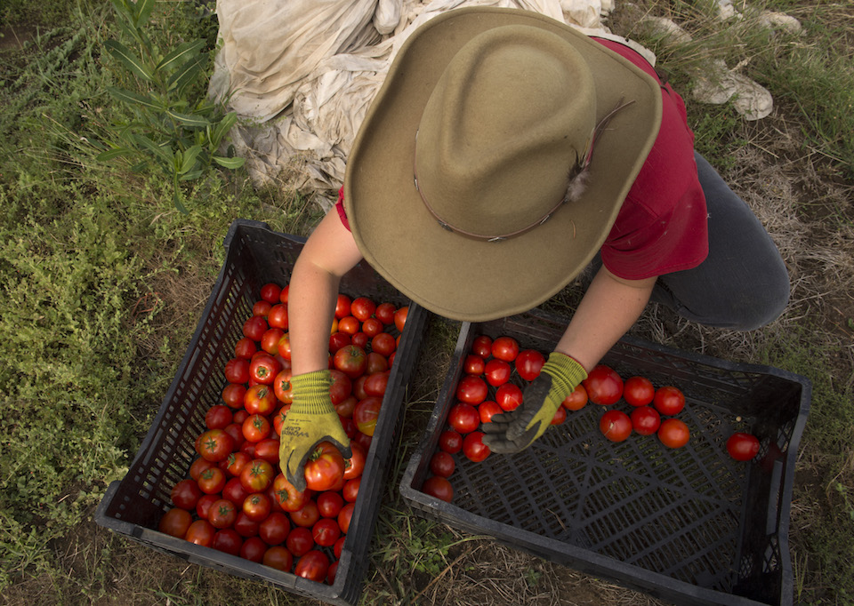 Robin Loznak, Norm Lehne Gardens and Orchards, tomatoes