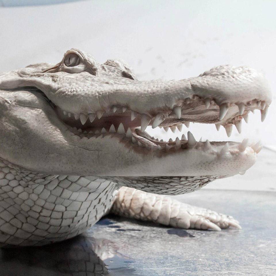 Baskar the Albino Alligator