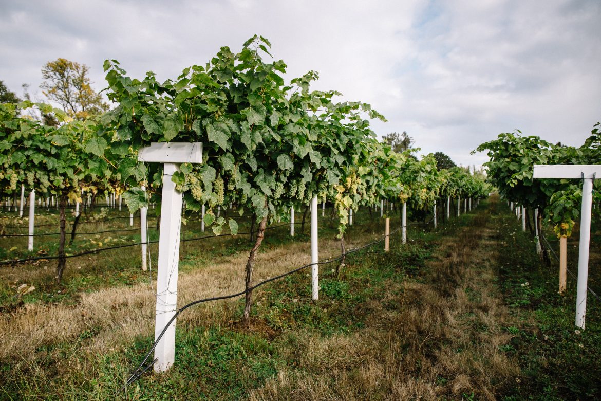 Oregon Grapes
