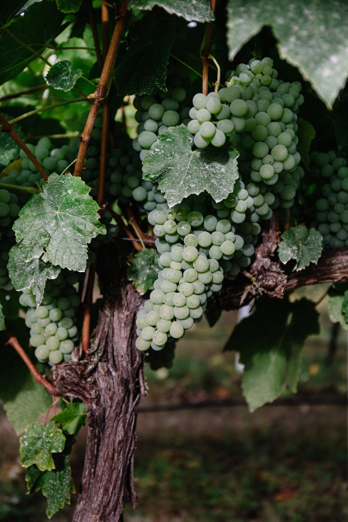 Oregon grapes