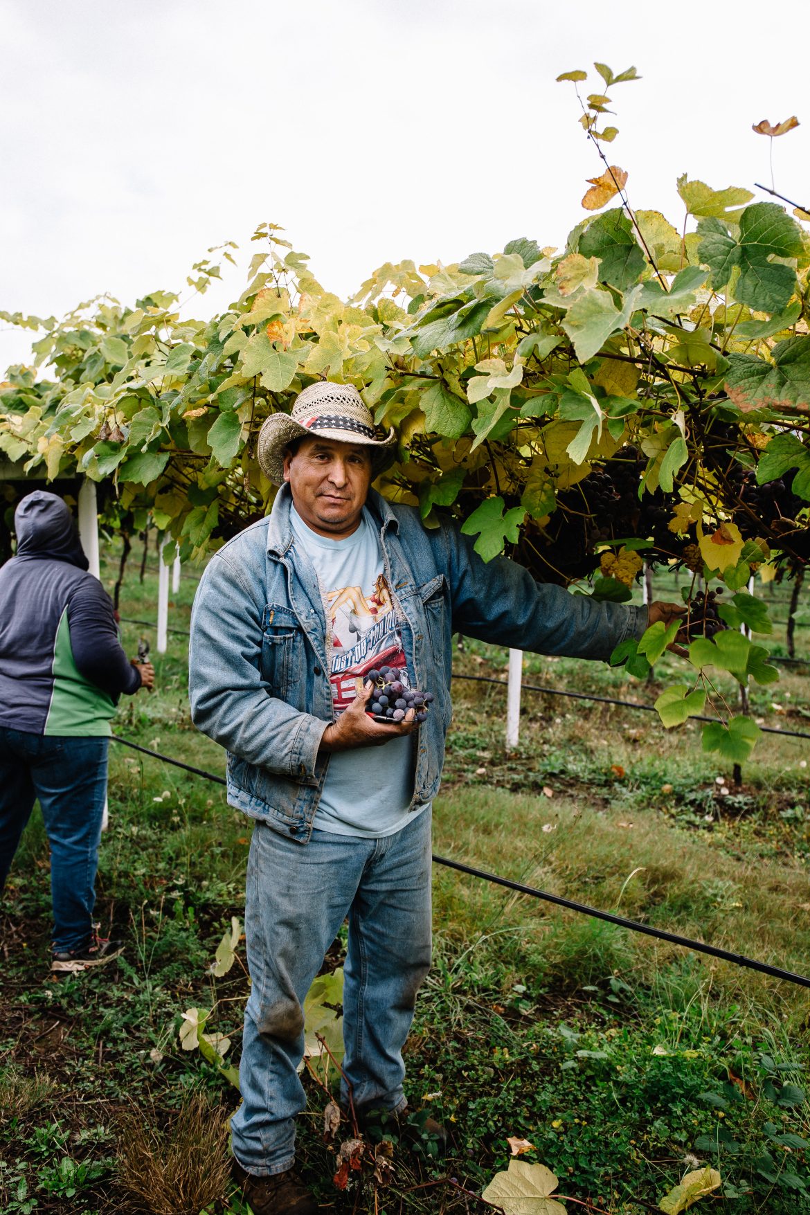 Oregon grapes