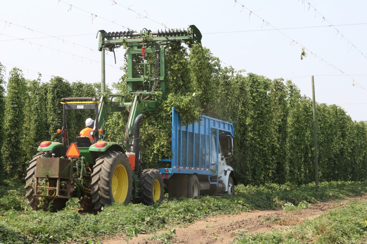 hop at Rogue Farms