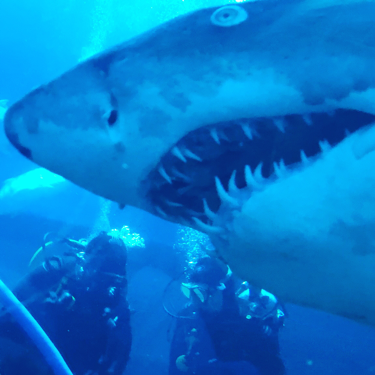 Tiger Shark