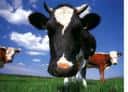 cow_1.jpg cow_1.jpg
