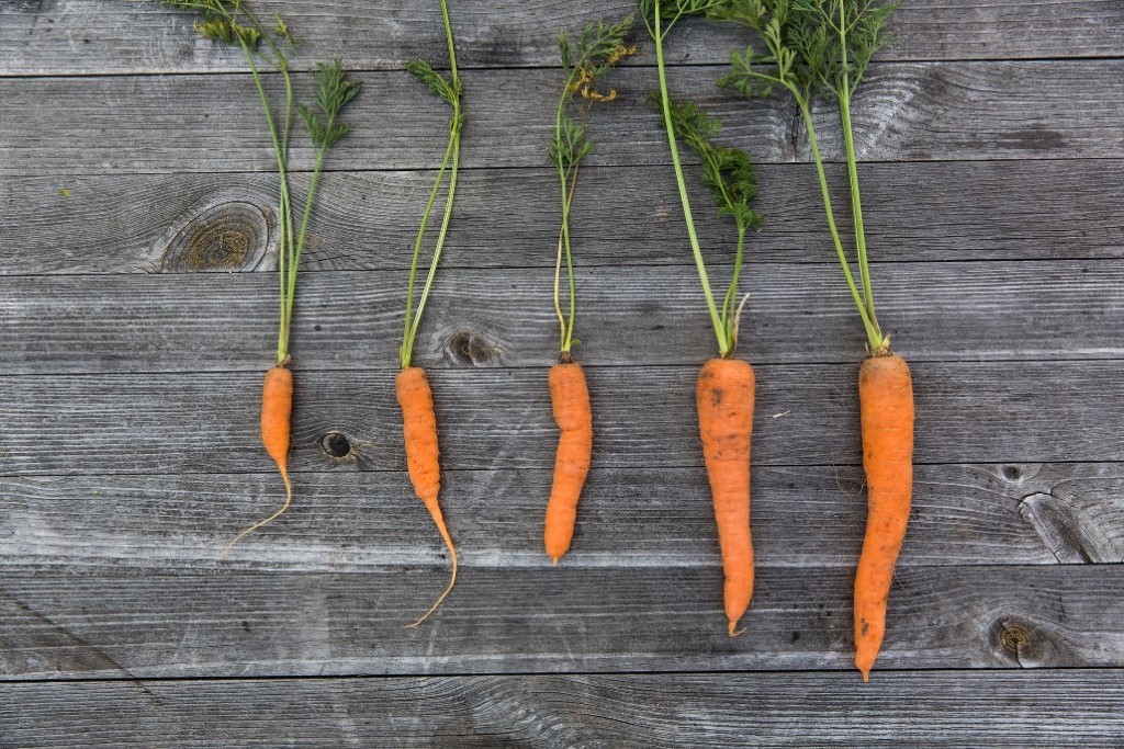 A carrot on a cutting board
Description automatically generated