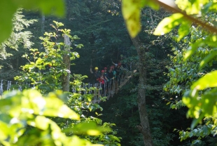 xTreeTops-Small-3