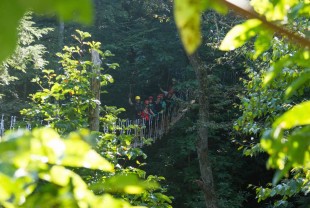 xTreeTops-Small-3