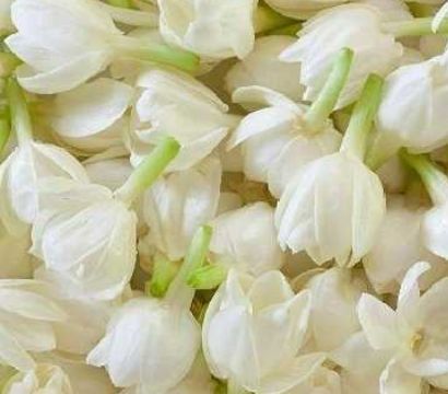 Cay hoa nhai y nghia hinh anh cach trong cham soc tai nha 202301311143004376