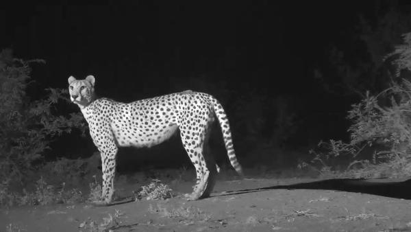 Cat Eye Videos Cat Eye Videos